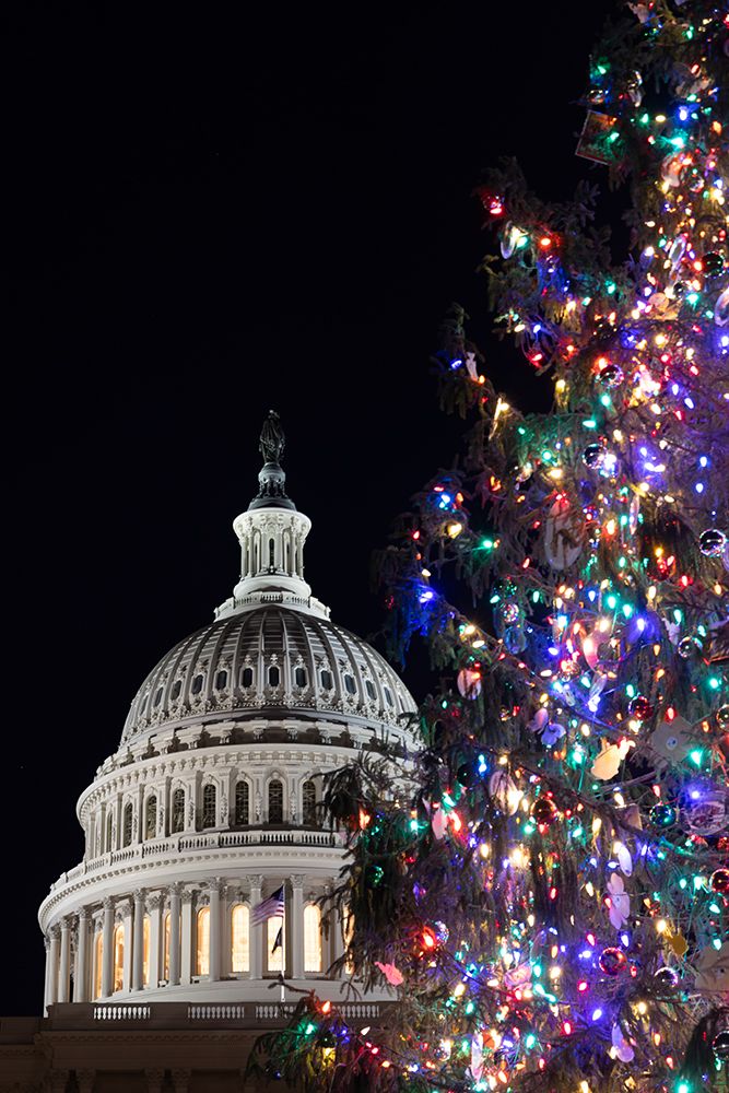 USA, District of Columbia. United States Capitol and Christmas Tree
